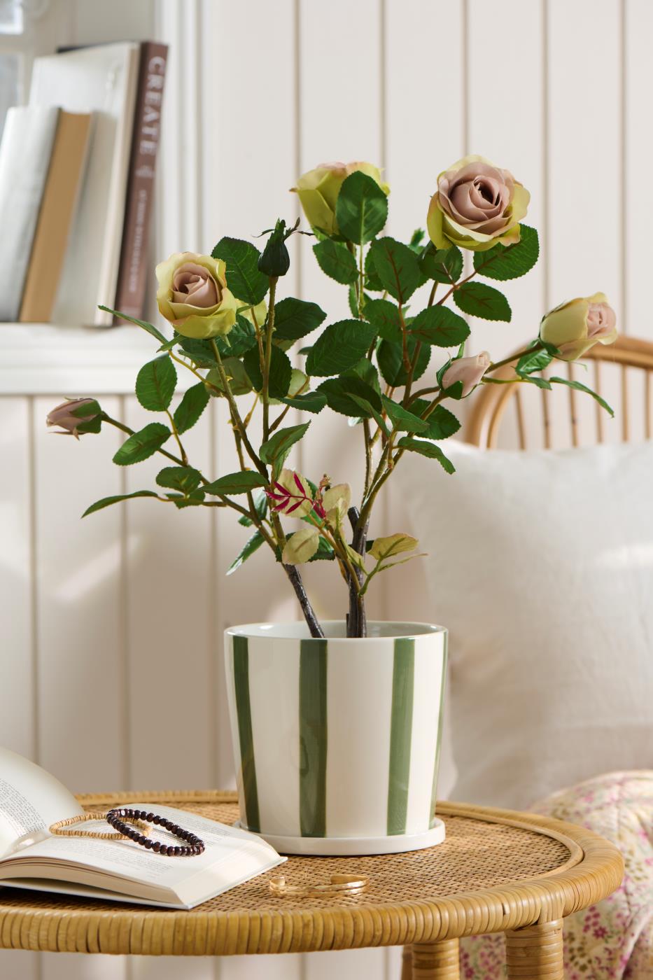 Ib Laursen - rose m/5 blomster og 4 knopper i potte