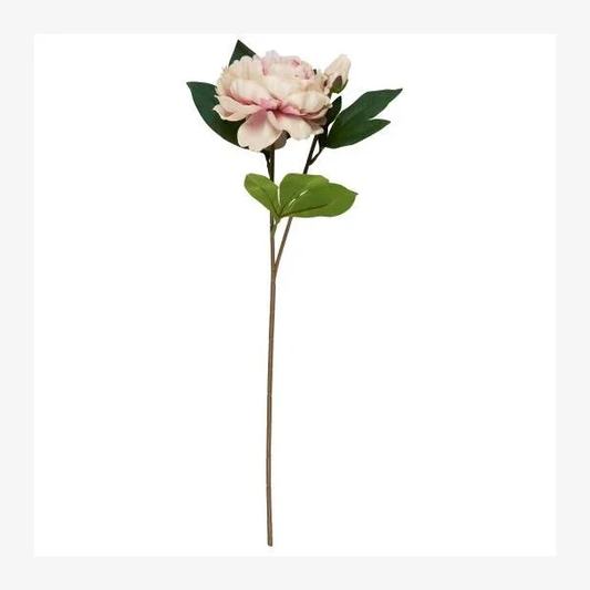 Ib Laursen - Pæonstilk m/1 blomst og 1 knop lyserød- L 55 cm