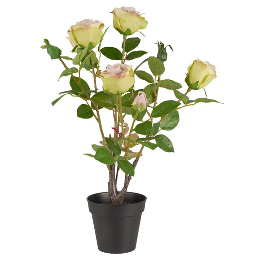Ib Laursen - rose m/5 blomster og 4 knopper i potte