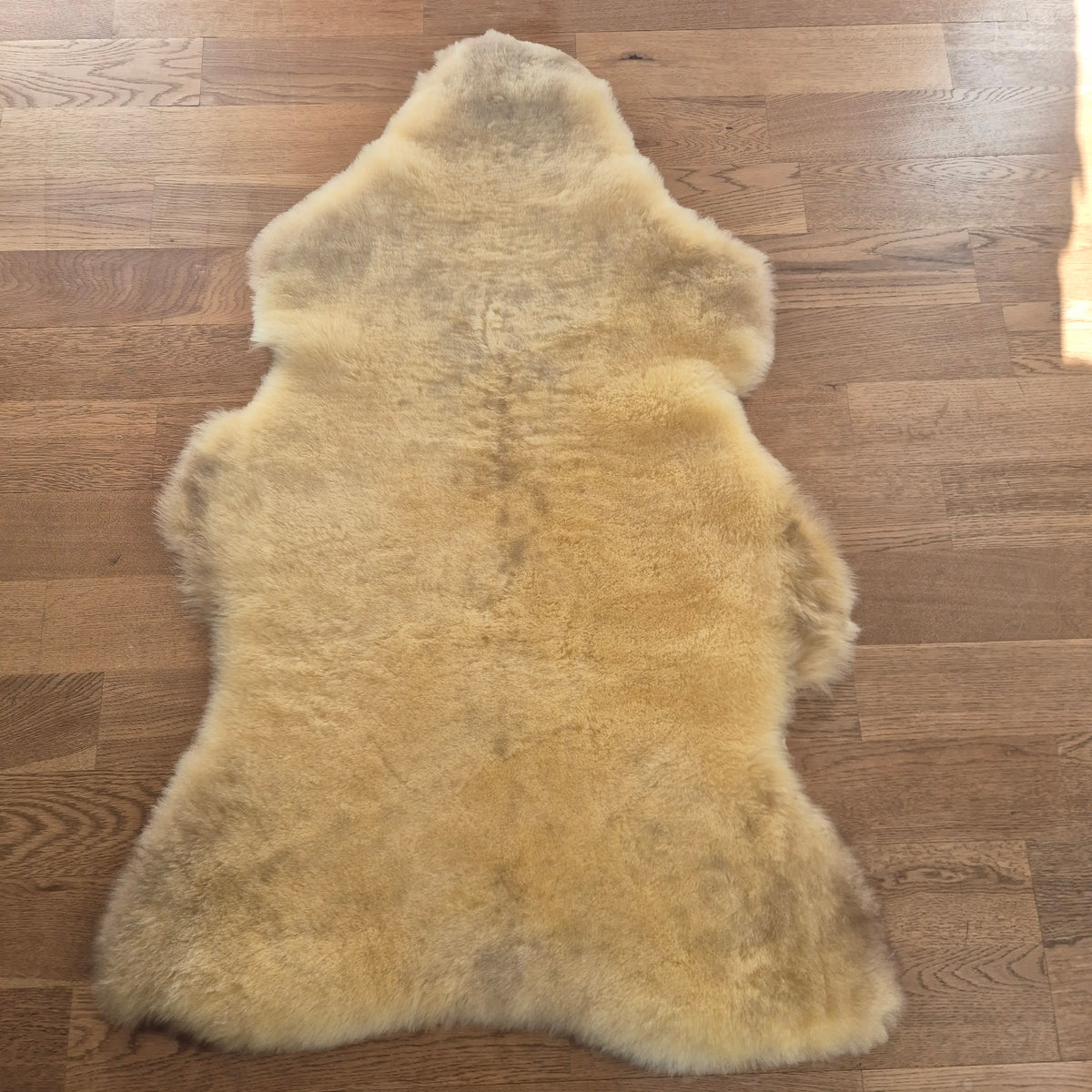 Medicinsk korthåret Lammeskind 110-115 cm